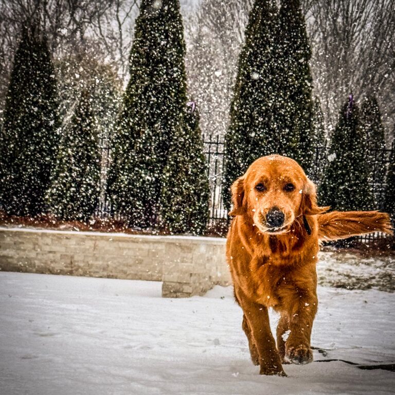 First Snow
