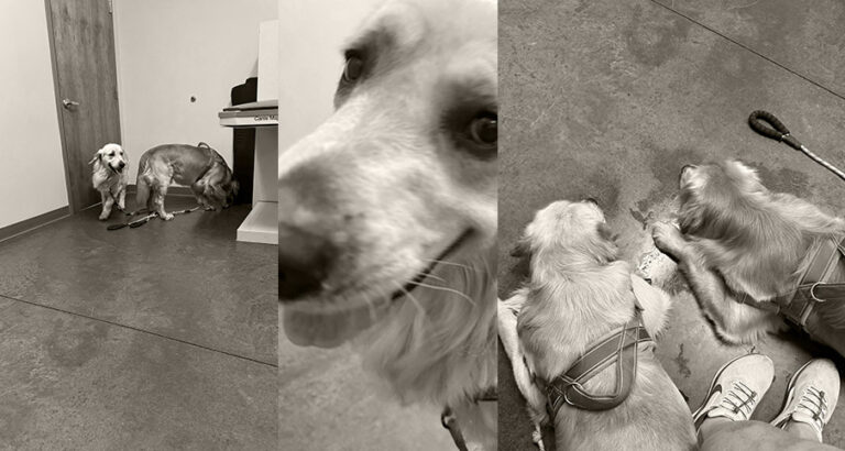 Dance Night at the Vet